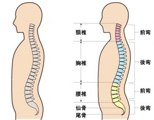 背骨はS字カーブ